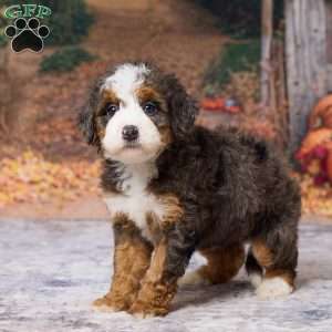 Kyra, Mini Bernedoodle Puppy